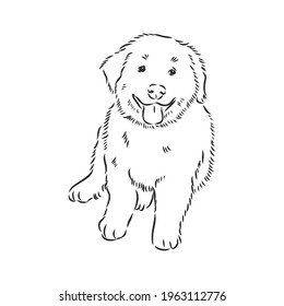 Close-up portrait of sitting dog. Vector engraved art. Friendly smiling puppy isolated on white background. Pet shelter, flyer, poster, clothing prints. puppy vector sketch on white background