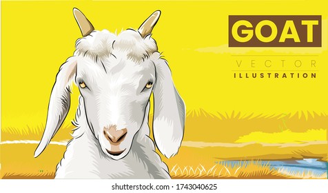 Close-up portrait of white adult goat grassing on Yellow summer meadow field background