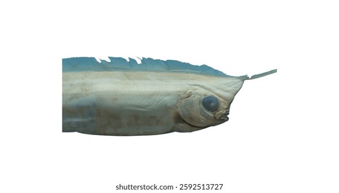 Close-up of a preserved, light gray fish specimen. Giant Oarfish.