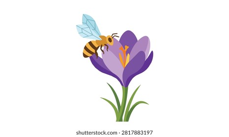 Close-up of a purple crocus flower with a bee gathering nectar on a bright spring morning featuring lush green leaves and vivid petal colors