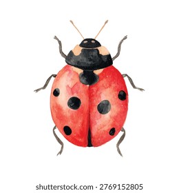 Closeup of a red ladybug insect