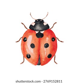 Closeup of a red ladybug insect