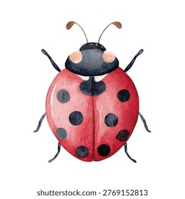 Closeup of a red ladybug insect