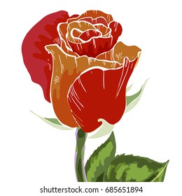Close-up red and orange rose bud isolated on white background. Botanical vector illustration