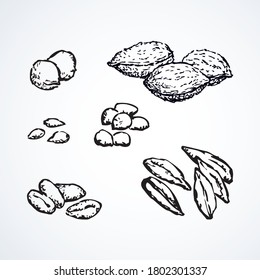 Closeup ripe small spelt pearl edible dry quince pip filbert oil til set. Black line hand drawn rustic farm raw herb spice shell peel husk nut feed meal cook logo sign icon. Vintage art graphic style