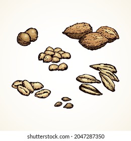 Closeup ripe small spelt pearl edible dry quince pip filbert oil til white set. Hand draw rustic farm raw millet herb spice shell peel husk nut feed meal cook logo sign icon. Vintage art graphic style