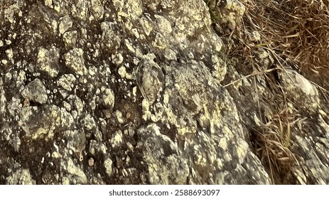 a close-up of a rough, textured rock surface with patches of lichen, giving it a speckled, organic appearance. 