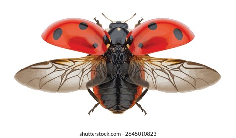 Close-up of a Seven-Spot Ladybird Beetle With Open Wings, Red Spotted Shell, and Translucent Flight Wings