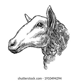 Close-up of a Sheep's Head Isolated on White Background in Sketch Style. Hand Drawn Domestic Animals Vector Illustration.