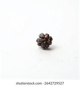 A close-up shot depicts a single, dark brown seed head, possibly from a plant, resting on a plain white surface, with a subtle shadow cast beneath it.