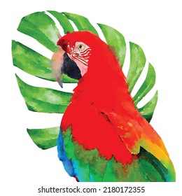 Close-up Side view of Ara king parrot with green Monstera palm leaf isolated on white background. Swiss cheese plant. Watercolor style. Vector illustration. Clipart