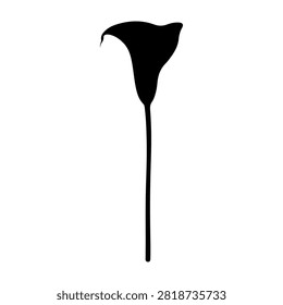 Close-up of a single elegant calla lily flower with a curved petal and long slender stem, isolated on a plain background.