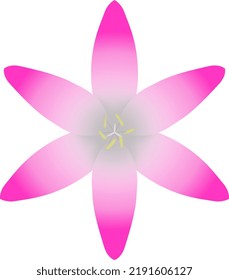 A closeup of a single rain lily.