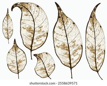 Close-up skeleton dry leaf vein, grunge vector Autumn leaf, Pattern with autumn leaves. rotting dry leaves, Realistic autumn foliage. Fall age leaves, grunge leaf,eps8