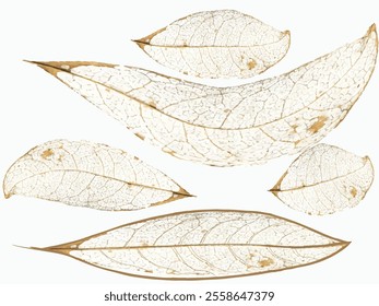 Close-up skeleton dry leaf vein, grunge vector Autumn leaf, Pattern with autumn leaves. rotting dry leaves, Realistic autumn foliage. Fall age leaves, yellow red isolated leaf dried brown foliage, eps