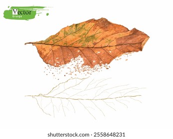 Close-up skeleton dry leaf vein, grunge vector Autumn leaf, rotting dry leaves, Realistic autumn foliage. Pattern with autumn leaves. Fall age leaves, yellow red isolated leaf dried brown foliage, eps