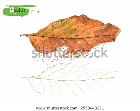 Close-up skeleton dry leaf vein, grunge vector Autumn leaf, rotting dry leaves, Realistic autumn foliage. Pattern with autumn leaves. Fall age leaves, yellow red isolated leaf dried brown foliage, eps