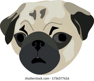 The closeup dog’s snout of pug breeds 