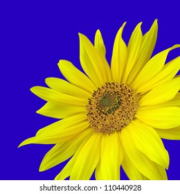 Close-up of sun flower against a blue sky