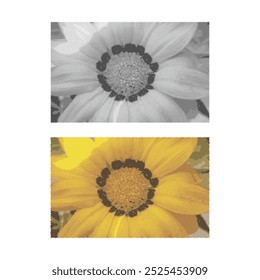 close-up sun flower with halftone effect. vector illustration design. Eps 10.