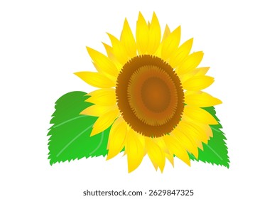 Close-up of a sunflower with leaves at an angle – vector illustration