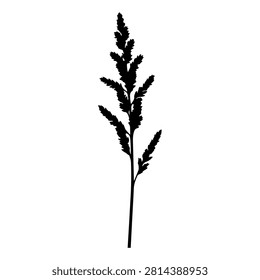 Close-up of a tall grass plant showcasing detailed leaves and slender stem, isolated on a plain background for natural botanical focus.