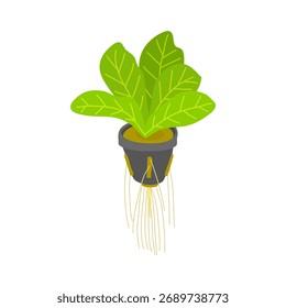 Close-up of a thriving hydroponic plant with lush green leaves and exposed roots in a net pot. Ideal for themes on sustainable farming, urban gardening, and efficient food production.