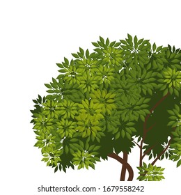 Cierre de árboles con hojas verdes aisladas sobre un fondo blanco. Ilustración vectorial.