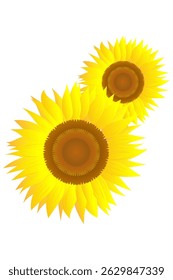 Close-up of two blooming sunflowers – vector illustration