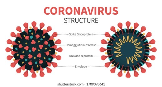 Close-up vector illustration of COVID-19 internal and external structure showing Spike Glycoprotein, Hemagglutinin-esterase, RNA and N protein and Envelope. Anatomy of red coronavirus with description