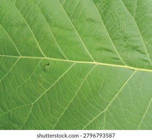 Closeup of a vibrant green leaf with detailed veins and texture, natural botanical background
