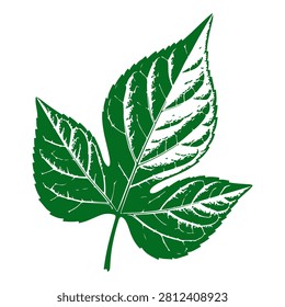 Close-up of a vibrant green leaf showcasing detailed veins and texture, emphasizing natural plant beauty and botanical features.