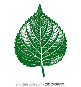 Close-up of a vibrant green leaf showcasing detailed veins and serrated edges, emphasizing natural textures and organic beauty.
