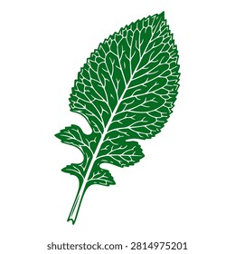 Close-up of a vibrant green mint leaf showcasing detailed veins and texture, ideal for culinary, herbal, or botanical themes.