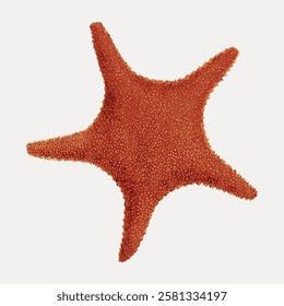 Close-up of a vibrant orange starfish with textured surface. Starfish in focus, showcasing unique texture. Orange starfish on a plain background. Vintage marine life illustration isolated, vector.