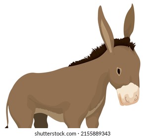 Close-up view of a cute donkey with long ears, tail, brown fur and white spotted snout over white background.