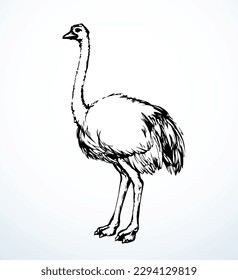 Closeup view cute fast speed go fun old fluffy huge wing long pet rhea stand sand earth. Dark outline ink pen paper hand drawn zoo symbol logo emblem art doodle engrav retro style white sky text space