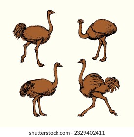 Closeup view cute fast speed go fun old fluffy huge wing long pet rhea stand sand earth. Dark outline ink pen paper hand drawn zoo symbol logo emblem art doodle engrav retro style white sky text space