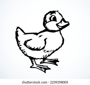 Pato lindo. Esquema del vector