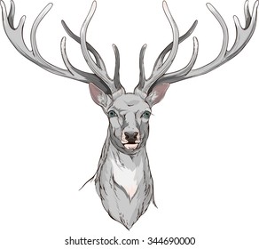 close-up view of deer head with horns with grey fur