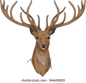 close-up view of deer head with horns with brown fur