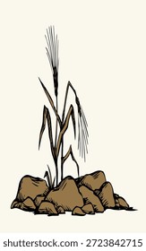 Closeup view dry ill sick wilt danger faint fade withered corn weed bush plant chaff leaf white sky text space. Black outline ink pen hand drawn god Jesus Christ gospel spiritual sower word stem branch retro story art cartoon line style logo emblem