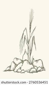 Closeup view dry ill sick wilt danger faint fade withered corn weed bush plant chaff leaf white sky text space. Black outline ink pen hand drawn god Jesus Christ gospel spiritual sower word stem branch retro story art cartoon line style logo emblem