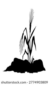 Closeup view dry ill sick wilt danger faint fade withered corn weed bush plant chaff leaf white sky text space. Black outline ink pen hand drawn god Jesus Christ gospel spiritual sower word stem branch retro story art cartoon line style logo emblem