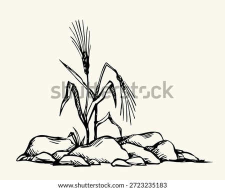 Closeup view dry ill sick wilt danger faint fade withered corn weed bush plant chaff leaf white sky text space. Black outline ink pen hand drawn god Jesus Christ gospel spiritual sower word stem branch retro story art cartoon line style logo emblem