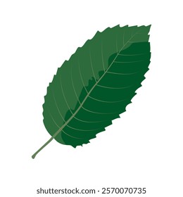 Close-up view of a green leaf displaying intricate veins and a healthy appearance