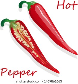 Closeup view pepper on white background, raw food ingredient concept. Hand made vector illustration.