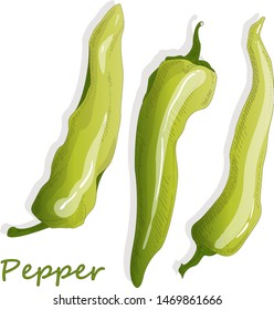 Closeup view pepper on white background, raw food ingredient concept. Hand made vector illustration.