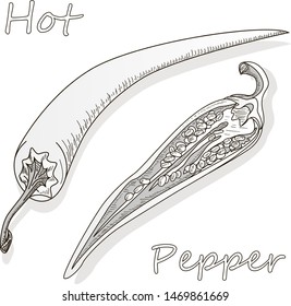 Closeup view pepper on white background, raw food ingredient concept. Hand made vector illustration.