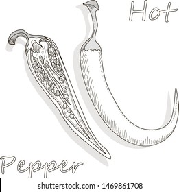 Closeup view pepper on white background, raw food ingredient concept. Hand made vector illustration.